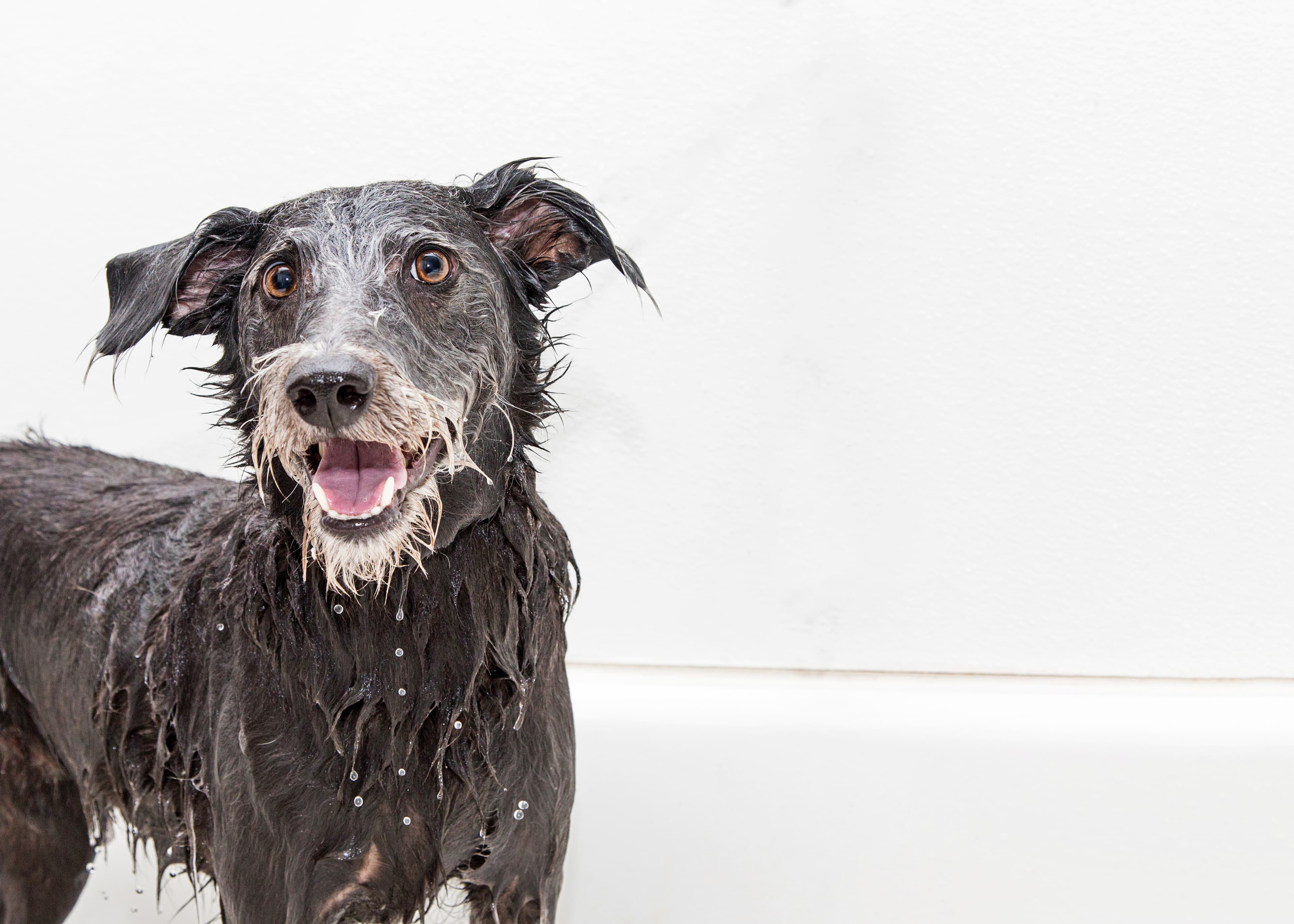 Choosing the Right Shampoo for Your Dog