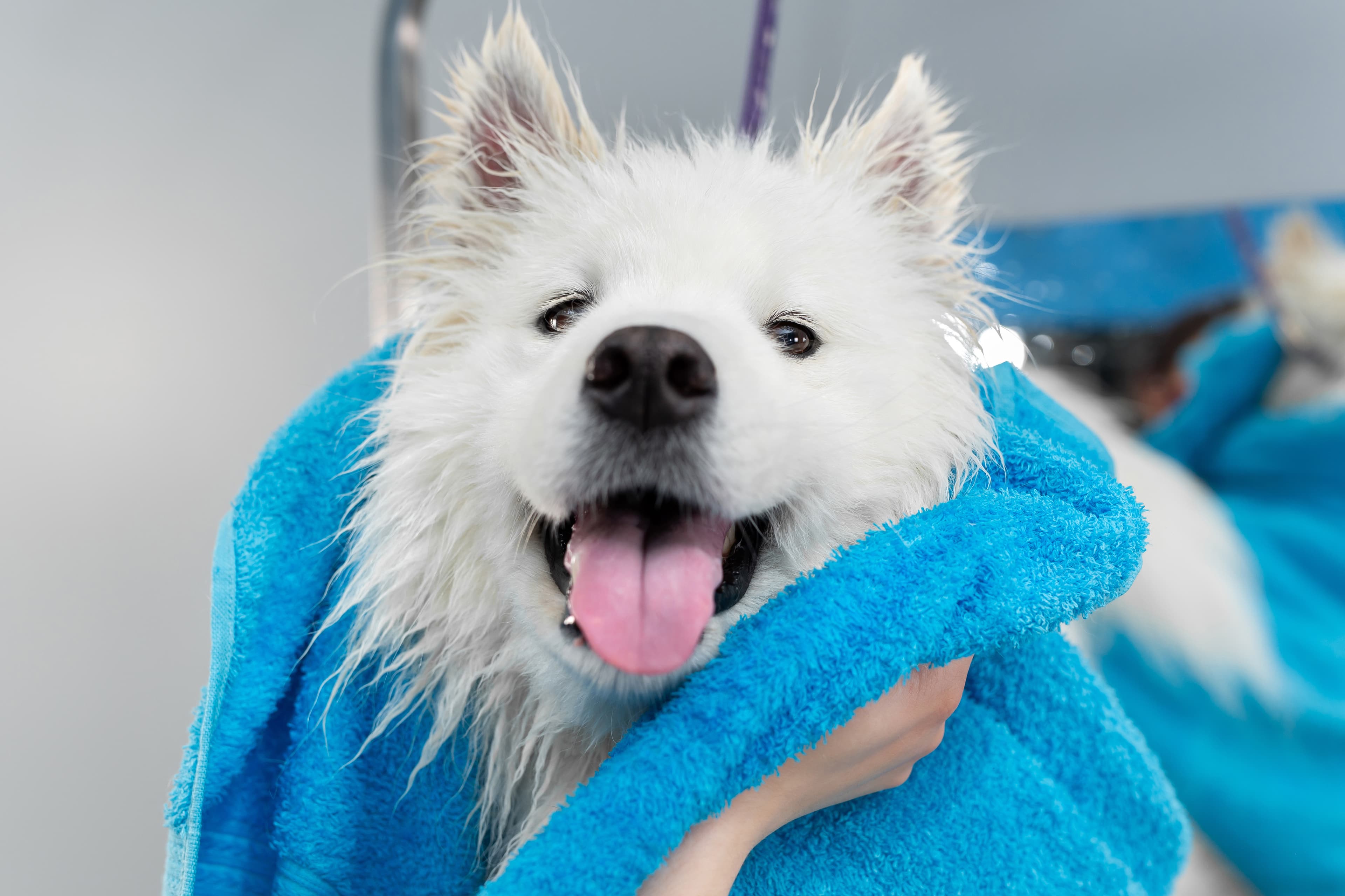 Why Mobile Grooming Works