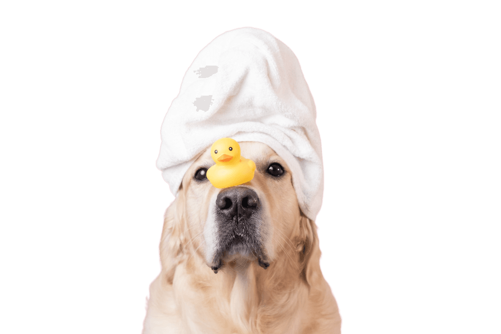 Dog Grooming Hero
