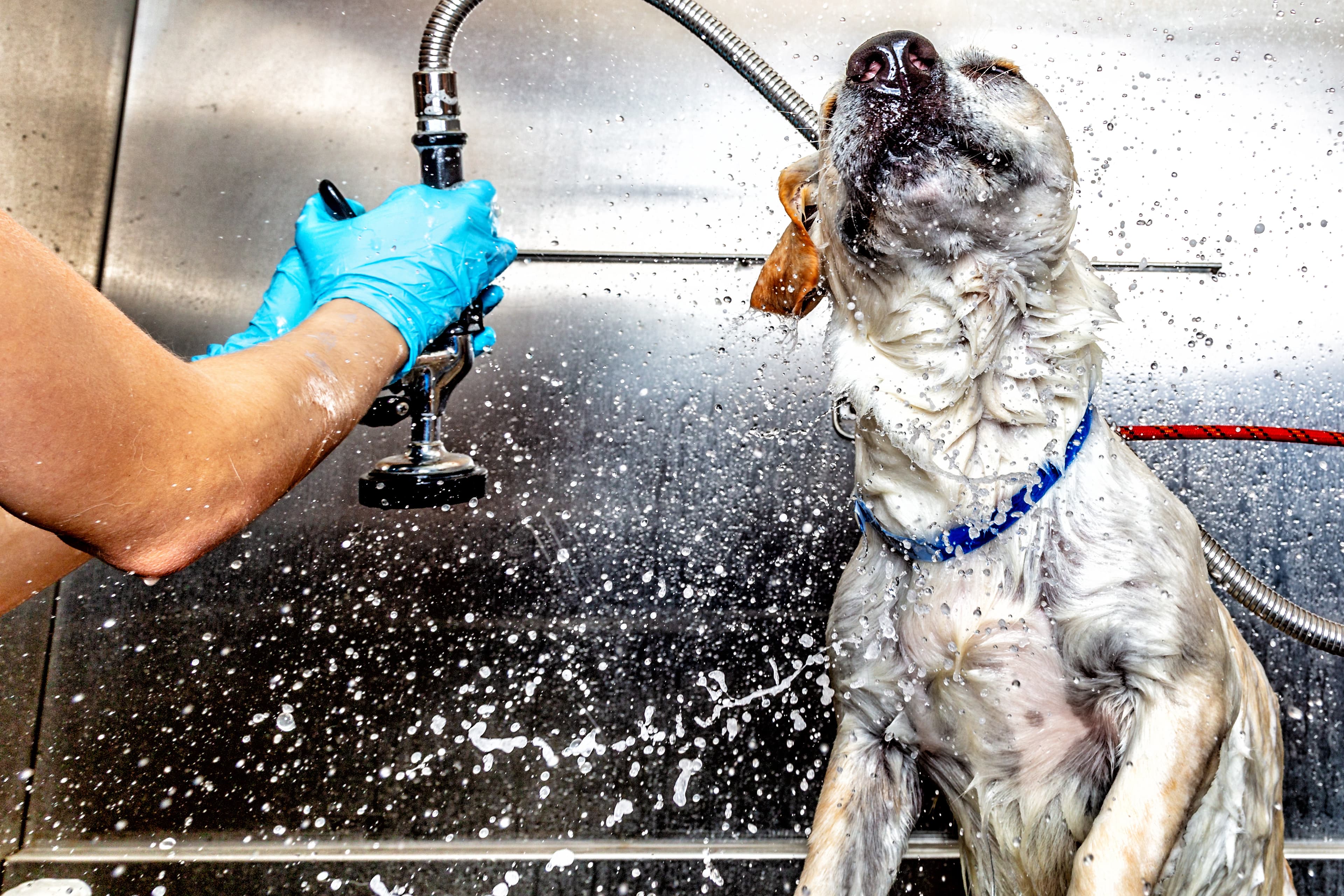 Happy Dog Grooming