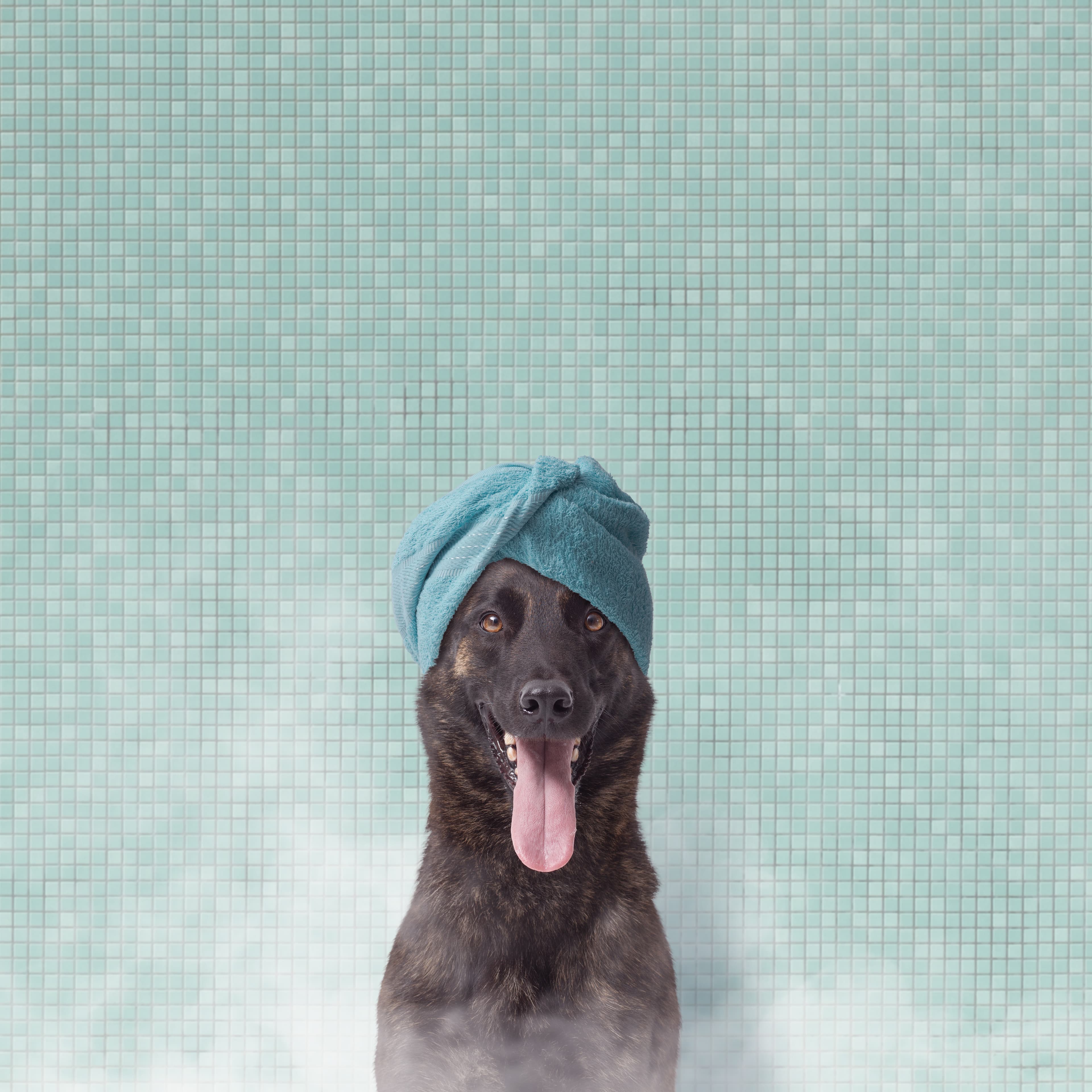 Freshly cleaned dog Las Vegas