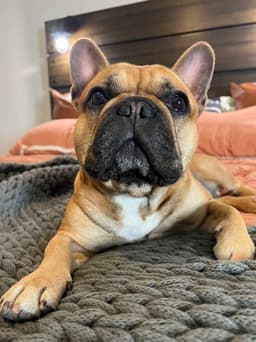 Happy pet from Katie Jones